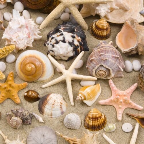 Coquillages et étoiles de mer sur le sable