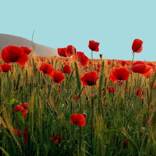 Champ de coquelicots sous un ciel bleu