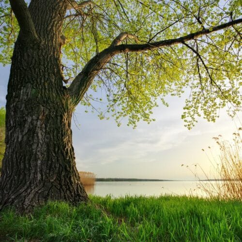 Arbre surplombant un lac tranquille