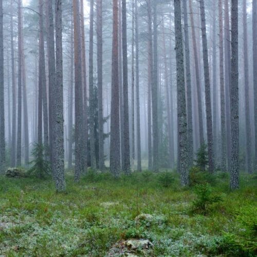 Forêt brumeuse