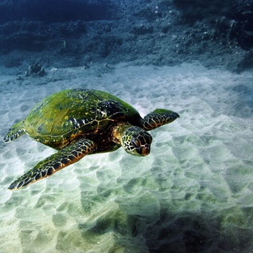 Tortue marine en plongée