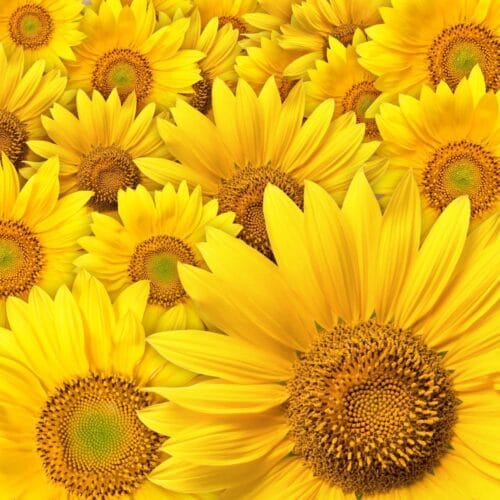 Champs de tournesols lumineux