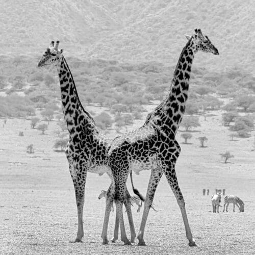 Girafes en Noir et Blanc