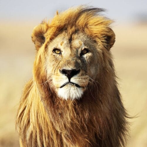 Lion Majestueux