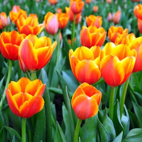 Champs de Tulipes