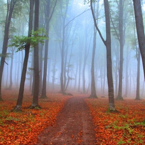Forêt Brumeuse