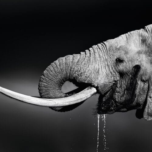 Élément d'Éléphant