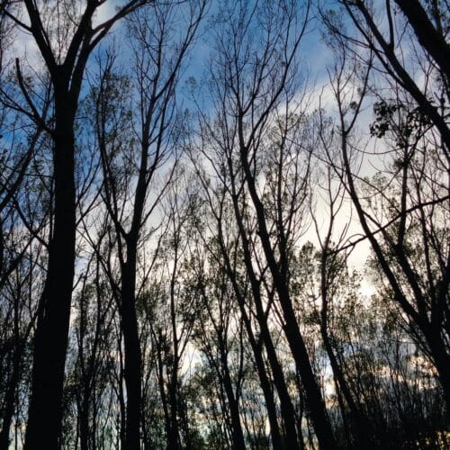 Silhouettes d'arbres