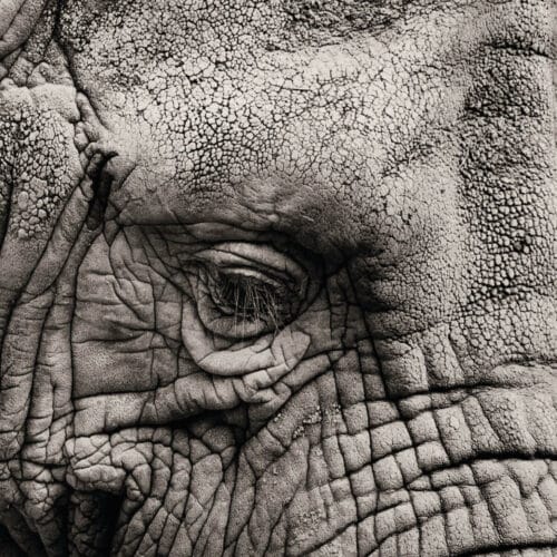 Peau d'Éléphant