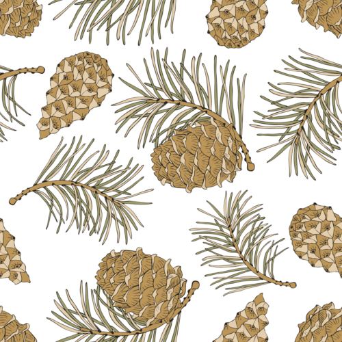Illustration de pommes de pin et branches